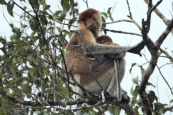 ProboscisMonkeys_Sukau_0254 (237)_m.jpg